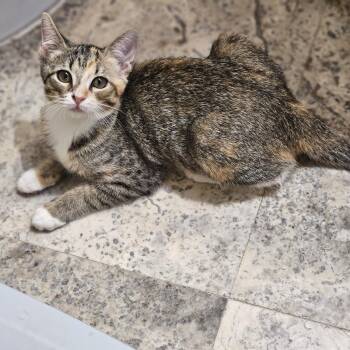 Gumbo -  Domestic Short Hair Cat for Adoption in Houston, Texas - Gumbo | PetCurious