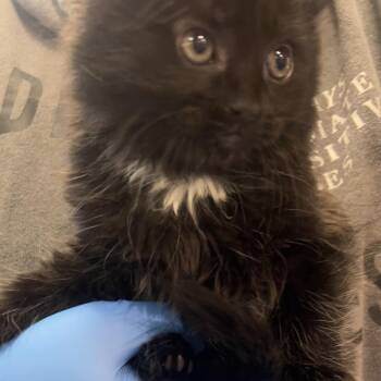 Georgie -  Domestic Long Hair Cat for Adoption in Port Townsend, Washington - Georgie | PetCurious