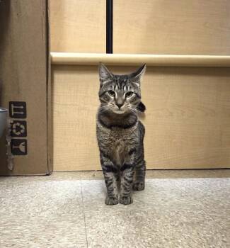 Tippy -  Domestic Short Hair Cat for Adoption in Worcester, Massachusetts - Tippy | PetCurious