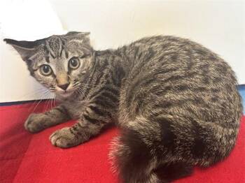 RODGER -  Domestic Short Hair Cat for Adoption in Sacramento, California - RODGER | PetCurious