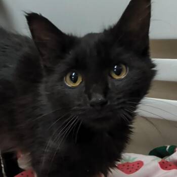 Agnes -  Domestic Medium Hair Cat for Adoption in West Jefferson, Ohio - Agnes | PetCurious