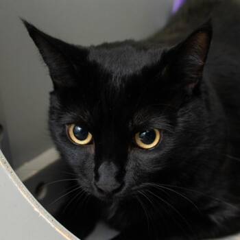 Cecelia -  Domestic Short Hair Cat for Adoption in Middletown, Rhode Island - Cecelia | PetCurious