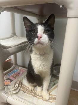 Pepper -  Domestic Short Hair Cat for Adoption in Corpus Christi, Texas - Pepper | PetCurious