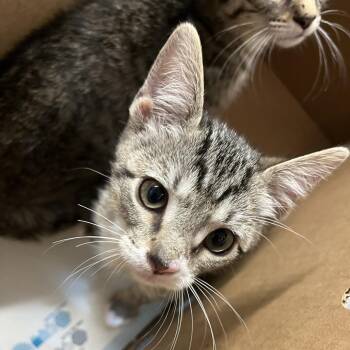Rose -  Domestic Short Hair Cat for Adoption in Tampa, Florida - Rose | PetCurious