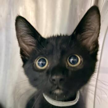 Wish -  Domestic Short Hair Cat for Adoption in Palm Springs, California - Wish | PetCurious