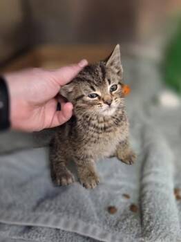 Raymond -  Domestic Short Hair Cat for Adoption in Westland, Michigan - Raymond | PetCurious