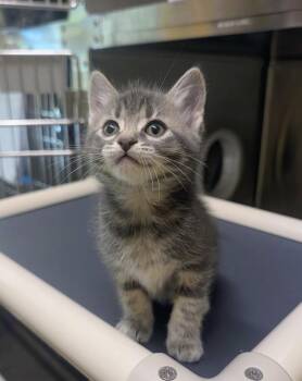Anemone -  Domestic Short Hair Cat for Adoption in Sechelt, British Columbia - Anemone | PetCurious