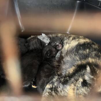 Domestic Short Hair Cats Available for Adoption - George | PetCurious