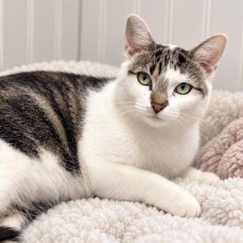 Soprano -  Domestic Short Hair Cat for Adoption in Pontiac, Michigan - Soprano | PetCurious