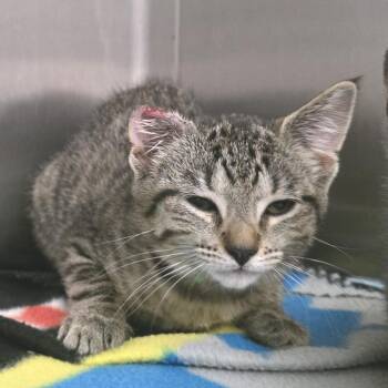 Lefty -  Domestic Short Hair Cat for Adoption in Fort Wayne, Indiana - Lefty | PetCurious