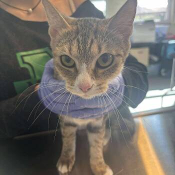 Rescue Domestic Short Hair Cats for Adoption in Huntington, West Virginia - Gabby | PetCurious