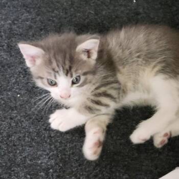 Stamp -  Domestic Short Hair Cat for Adoption in Incline Village, Nevada - Stamp | PetCurious