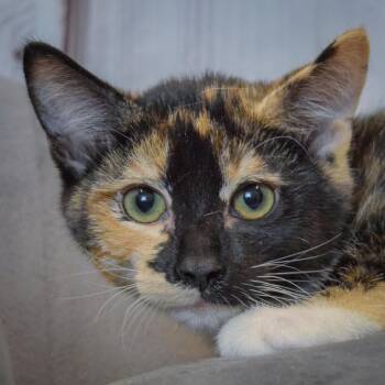 Minnie -  Tortoiseshell and Domestic Short Hair Cat for Adoption in Huntley, Illinois - Minnie | PetCurious