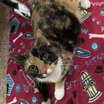 Domestic Short Hair Cats Available for Adoption in Bentonville, Arkansas - Margaret | PetCurious
