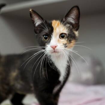 Raven -  Domestic Short Hair Cat for Adoption in Atlanta, Georgia - Raven | PetCurious