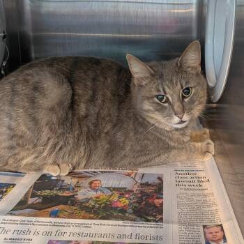 Domestic Short Hair Cats Available for Adoption - Eleanor | PetCurious