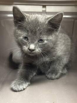 Domestic Short Hair Cats Available for Adoption in Las Vegas, Nevada - SMOKEY | PetCurious