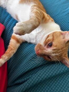 Capt Jack -  Tabby Cat for Adoption in San Antonio, Texas - Capt Jack | PetCurious