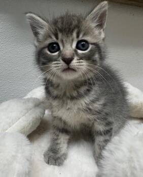 Domestic Short Hair Cats Available for Adoption in Little Rock, Arkansas - Alan | PetCurious