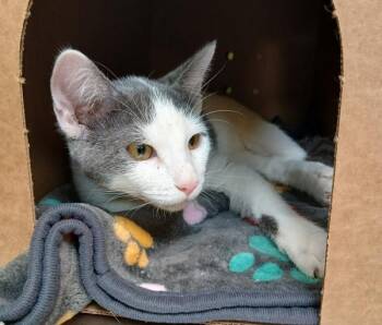 Dart -  Domestic Short Hair Cat for Adoption in Sioux City, Iowa - Dart | PetCurious