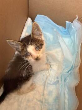 GAVIN -  Domestic Short Hair Cat for Adoption in Stockton, California - GAVIN | PetCurious