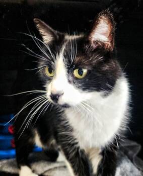 Domestic Short Hair Cats Available for Adoption in Littlestown, Pennsylvania - Hope | PetCurious
