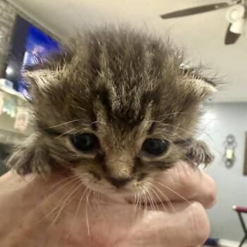 Utopia -  Domestic Short Hair Cat Available for Adoption in Bentonville, Arkansas - Utopia | PetCurious