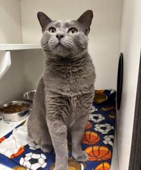 Yuki -  Domestic Short Hair Cat for Adoption in Frankfort, Kentucky - Yuki | PetCurious
