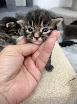 Domestic Medium Hair Cats Available for Adoption in Paulina, Louisiana - Peep | PetCurious