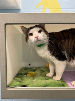 Domestic Short Hair Cats Available for Adoption in Peoria, Illinois - THESPIAN | PetCurious