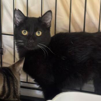 Mercedes -  Domestic Short Hair Cat for Adoption in Midland, Texas - Mercedes | PetCurious