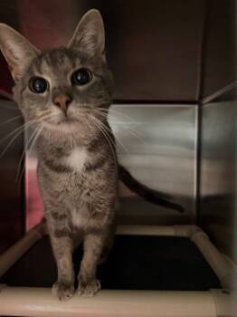 Domestic Short Hair Cats Available for Adoption - Vera | PetCurious