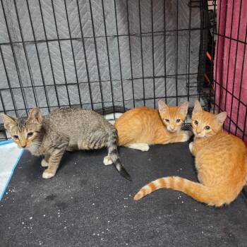 Autumn -  American Shorthair Cat for Adoption in Oceanside, New York - Autumn | PetCurious