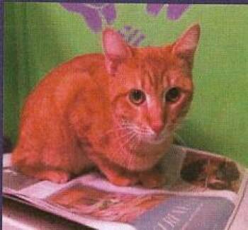 Rescue Domestic Short Hair Cats for Adoption in Houston, Texas - Bruce Bruce | PetCurious