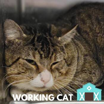 Domestic Short Hair Cats Available for Adoption - Robert | PetCurious