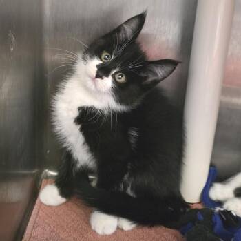 Stormfly -  Domestic Medium Hair Cat for Adoption in Fort Wayne, Indiana - Stormfly | PetCurious