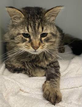 Domestic Medium Hair Cats Available for Adoption in Delson, Quebec - Ace | PetCurious
