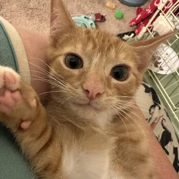 Shere Khan -  Domestic Short Hair and Tabby Cat for Adoption in Washington, Pennsylvania - Shere Khan | PetCurious