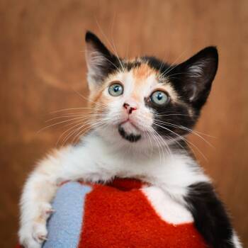 Nectarine -  Domestic Short Hair Cat for Adoption in Hattiesburg, Mississippi - Nectarine | PetCurious