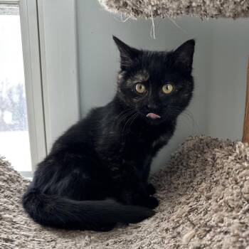 Domestic Short Hair Cats Available for Adoption - Raspberry Drop | PetCurious