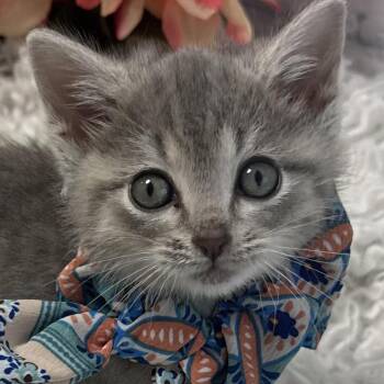 Gigi -  Domestic Short Hair Cat for Adoption in Harrisonburg, Virginia - Gigi | PetCurious