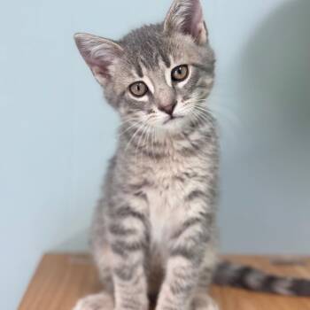 Domestic Short Hair Cats Available for Adoption in Brownsboro, Alabama - Roscoe | PetCurious