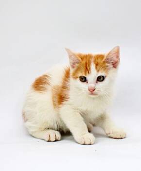 Nico -  Domestic Short Hair Cat for Adoption in Morton Grove, Illinois - Nico | PetCurious