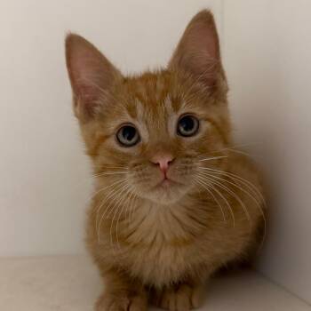 Snap -  Domestic Short Hair Cat for Adoption in Stillwater, Oklahoma - Snap | PetCurious