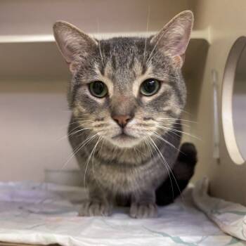 Rescue Domestic Short Hair Cats for Adoption in Wantagh, New York - Milo | PetCurious
