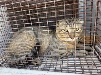 Rescue Scottish Fold Cats for Adoption in Houston, Texas - A639788 | PetCurious