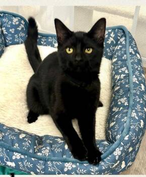 Rescue Domestic Short Hair Cats for Adoption in Westlake Village, California - Oak | PetCurious