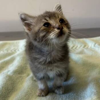 IVHS-Stray-139849 -  Domestic Short Hair Cat for Adoption in San Gabriel, California - IVHS-Stray-139849 | PetCurious