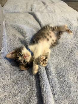 LOUIE -  Domestic Short Hair Cat for Adoption in Camarillo, California - LOUIE | PetCurious