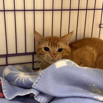 Domestic Short Hair Cats Available for Adoption in Bedford, New Hampshire - Alfie | PetCurious